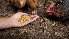 В США рассматривают новый вид корма для домашней птицы